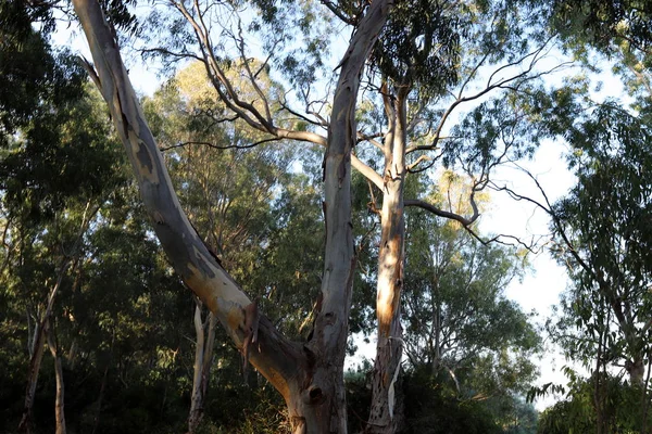 Gamla Och Höga Eukalyptusträd Växer Park Norra Israel — Stockfoto