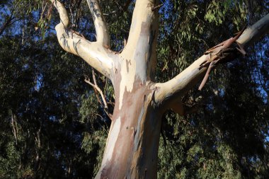 Eski ve uzun okaliptüs ağaçları İsrail 'in kuzeyindeki bir parkta yetişir. 