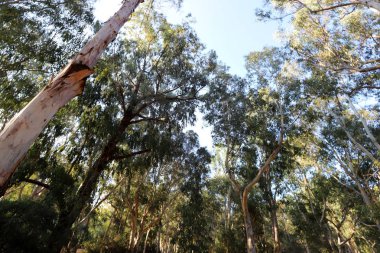 Eski ve uzun okaliptüs ağaçları İsrail 'in kuzeyindeki bir parkta yetişir. 