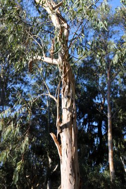 Eski ve uzun okaliptüs ağaçları İsrail 'in kuzeyindeki bir parkta yetişir. 