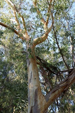 Eski ve uzun okaliptüs ağaçları İsrail 'in kuzeyindeki bir parkta yetişir. 