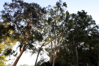 Eski ve uzun okaliptüs ağaçları İsrail 'in kuzeyindeki bir parkta yetişir. 