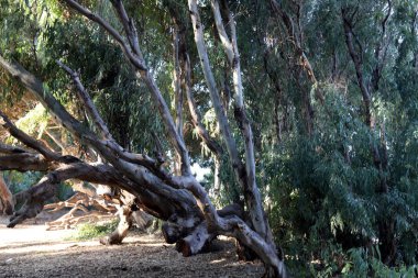 Eski ve uzun okaliptüs ağaçları İsrail 'in kuzeyindeki bir parkta yetişir. 