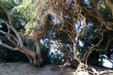 Eski ve uzun okaliptüs ağaçları İsrail 'in kuzeyindeki bir parkta yetişir. 