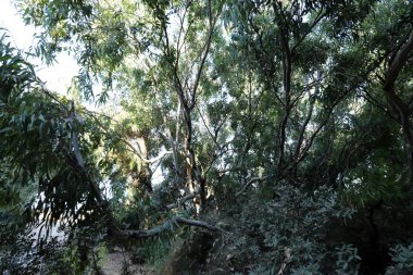 Eski ve uzun okaliptüs ağaçları İsrail 'in kuzeyindeki bir parkta yetişir. 