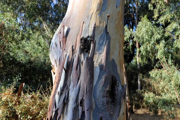 Vieux Grands Eucalyptus Poussent Dans Parc Nord Israël — Photo