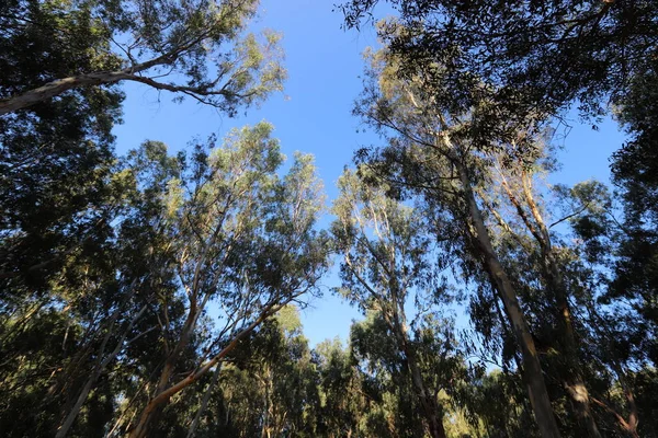 Eucaliptos Viejos Altos Crecen Parque Norte Israel — Foto de Stock