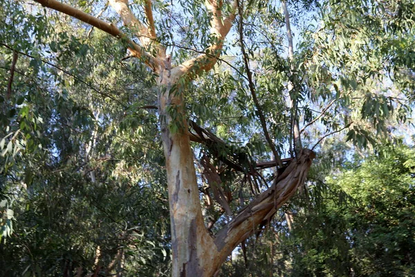 Eucaliptos Viejos Altos Crecen Parque Norte Israel — Foto de Stock