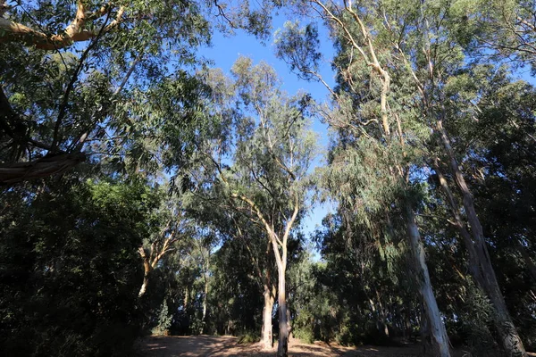 Gamla Och Höga Eukalyptusträd Växer Park Norra Israel — Stockfoto