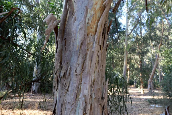 Vieux Grands Eucalyptus Poussent Dans Parc Nord Israël — Photo
