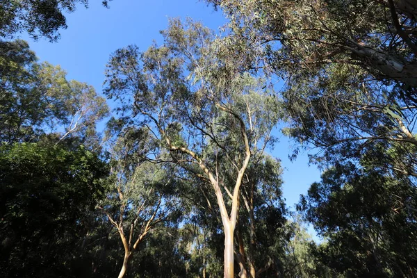 Staré Vysoké Eukalyptové Stromy Rostou Parku Severu Izraele — Stock fotografie