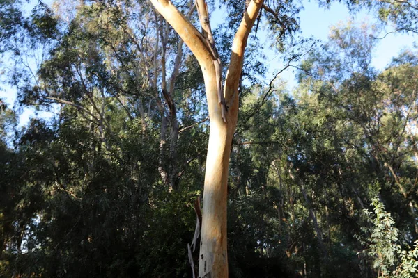イスラエル北部の公園で古くて背の高いユーカリの木が育ち — ストック写真