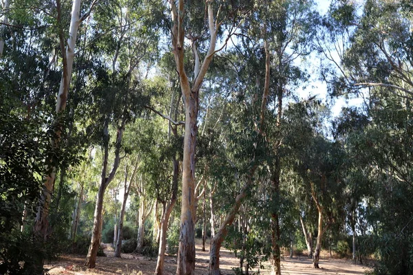 Eucaliptos Viejos Altos Crecen Parque Norte Israel — Foto de Stock