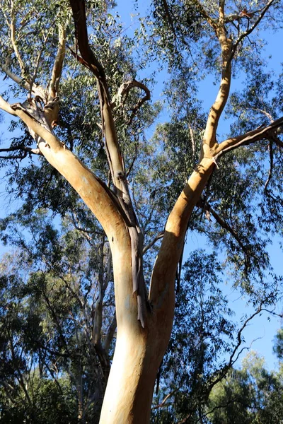 Staré Vysoké Eukalyptové Stromy Rostou Parku Severu Izraele — Stock fotografie