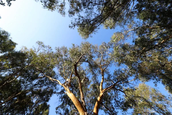 Eucaliptos Viejos Altos Crecen Parque Norte Israel — Foto de Stock