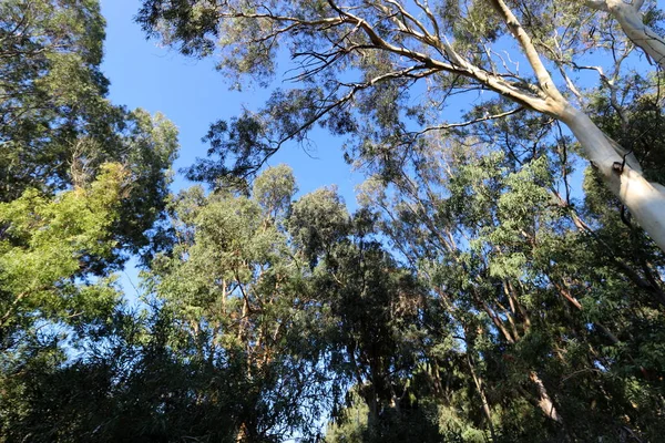 Старые Высокие Эвкалиптовые Деревья Растут Парке Севере Израиля — стоковое фото
