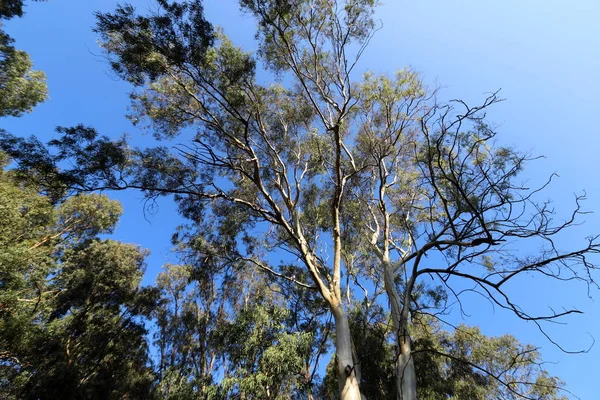 Öreg Magas Eukaliptuszfák Nőnek Egy Parkban Izrael Északi Részén — Stock Fotó