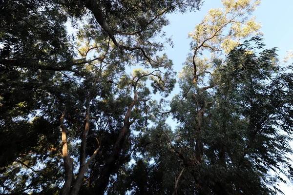 Alberi Eucalipto Vecchi Alti Crescono Parco Nel Nord Israele — Foto Stock