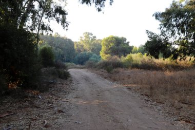 İsrail'in kuzeyinde dağlarda orman yolu 