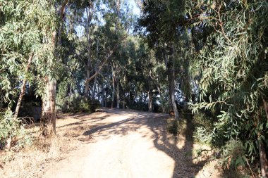 İsrail'in kuzeyinde dağlarda orman yolu 