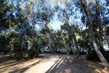 İsrail'in kuzeyinde dağlarda orman yolu 