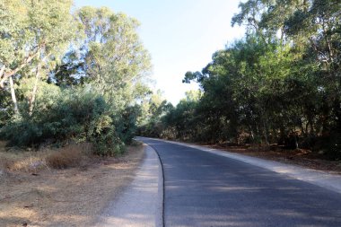 İsrail'in kuzeyinde dağlarda orman yolu 