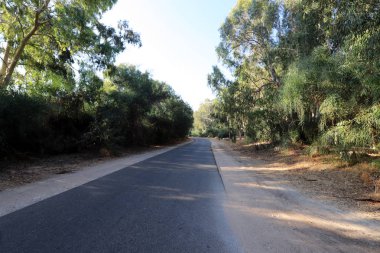 İsrail'in kuzeyinde dağlarda orman yolu 