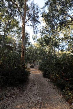İsrail'in kuzeyinde dağlarda orman yolu 