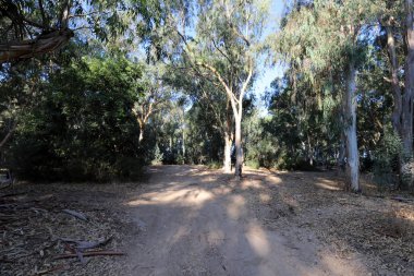 İsrail'in kuzeyinde dağlarda orman yolu 