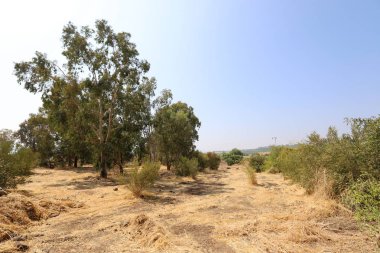 İsrail'in kuzeyinde dağlarda orman yolu 