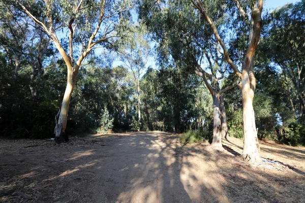 Strada Forestale Montagna Nel Nord Israele — Foto Stock