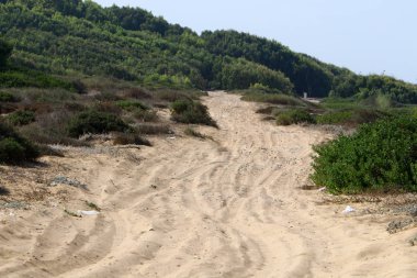 İsrail'in kuzeyinde dağlarda orman yolu 