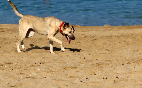 Cão Para Passeio Parque Nas Margens Mar Mediterrâneo Norte Israel — Fotografia de Stock