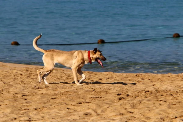 Cão Para Passeio Parque Nas Margens Mar Mediterrâneo Norte Israel — Fotografia de Stock