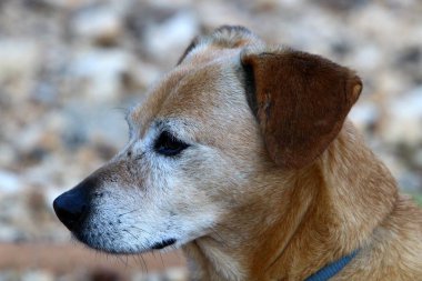 İsrail 'in kuzeyindeki Akdeniz kıyısındaki bir parkta yürüyüşe çıkan köpek. 