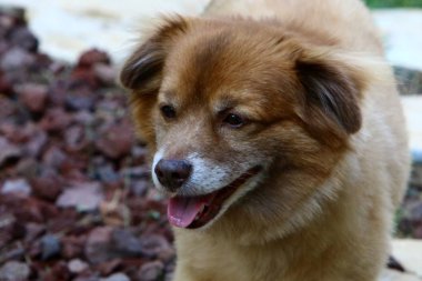 İsrail 'in kuzeyindeki Akdeniz kıyısındaki bir parkta yürüyüşe çıkan köpek. 