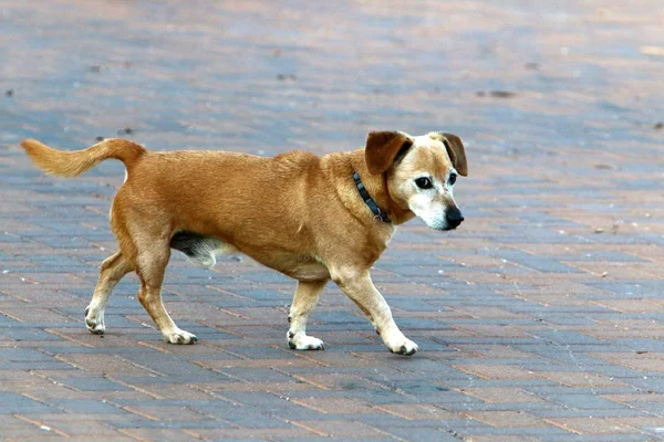 イスラエル北部の地中海沿岸の公園を散歩する犬 — ストック写真