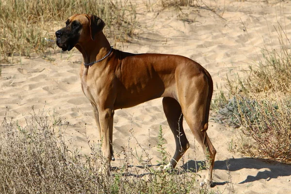 Pies Spacer Parku Nad Brzegiem Morza Śródziemnego Północy Izraela — Zdjęcie stockowe