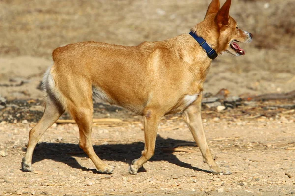 Srail Kuzeyindeki Akdeniz Kıyısındaki Bir Parkta Yürüyüşe Çıkan Köpek — Stok fotoğraf