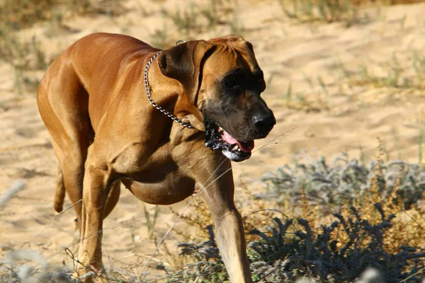 Perro Para Dar Paseo Parque Orillas Del Mar Mediterráneo Norte —  Fotos de Stock