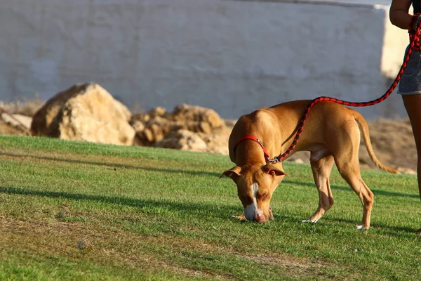 Hund För Promenad Park Stranden Medelhavet Norra Israel — Stockfoto