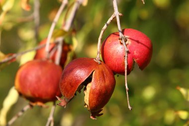Ağaç bahçesinde, İsrail 'in olgun narlarında. 