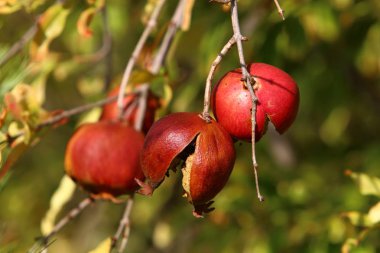 Ağaç bahçesinde, İsrail 'in olgun narlarında. 