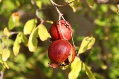 Ağaç bahçesinde, İsrail 'in olgun narlarında. 