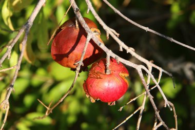 Ağaç bahçesinde, İsrail 'in olgun narlarında. 