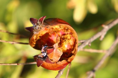 Ağaç bahçesinde, İsrail 'in olgun narlarında. 