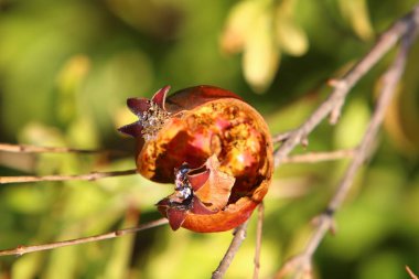 Ağaç bahçesinde, İsrail 'in olgun narlarında. 