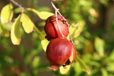 Ağaç bahçesinde, İsrail 'in olgun narlarında. 