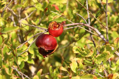 Ağaç bahçesinde, İsrail 'in olgun narlarında. 