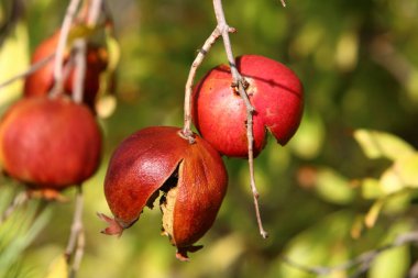 Ağaç bahçesinde, İsrail 'in olgun narlarında. 